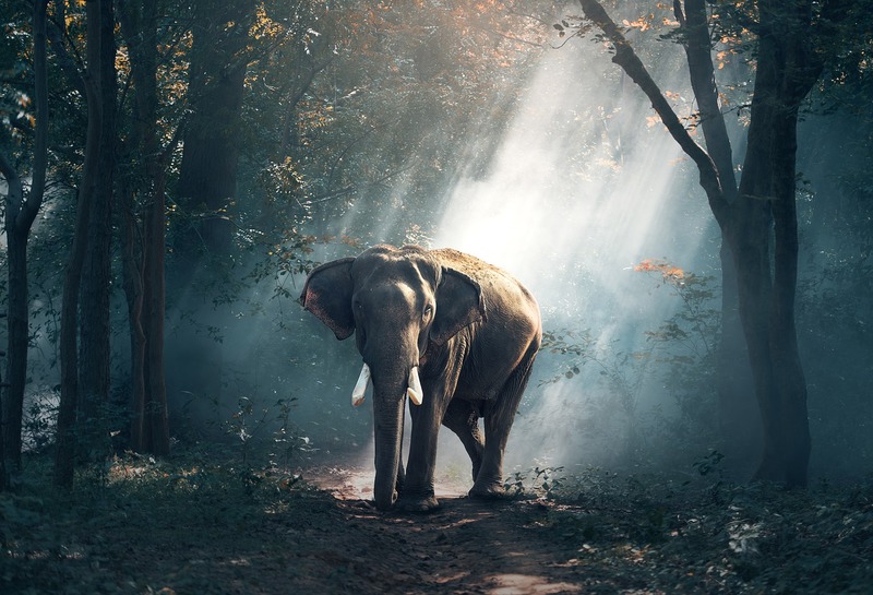 elephant image